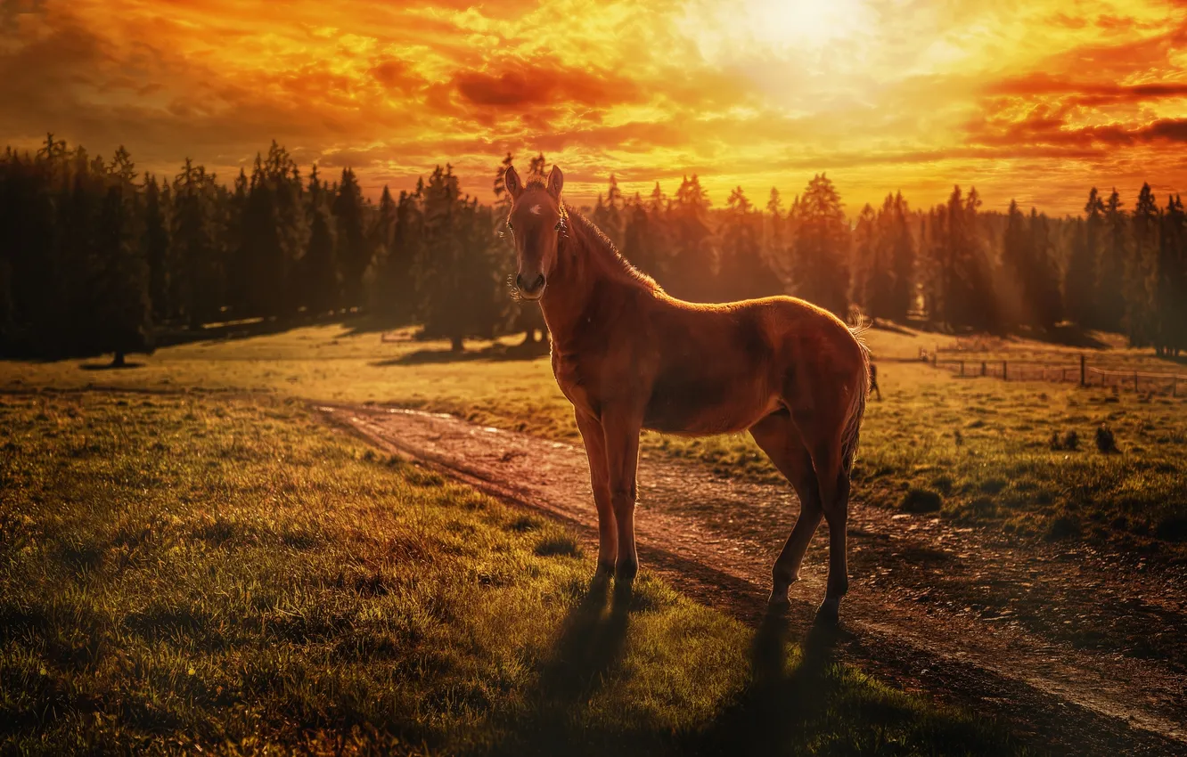 Фото обои закат, лошадь, жеребёнок