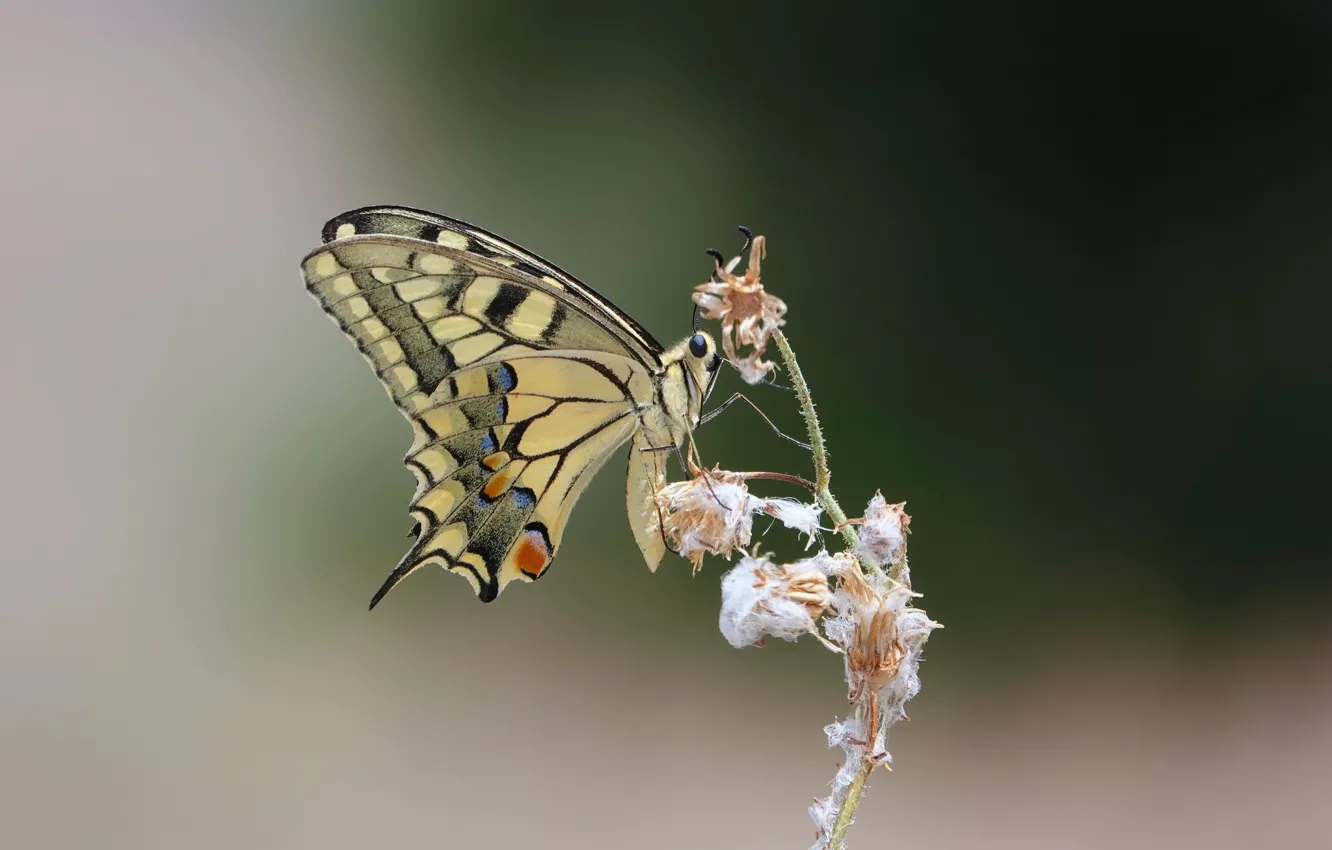 Фото обои бабочка, парусник, butterfly