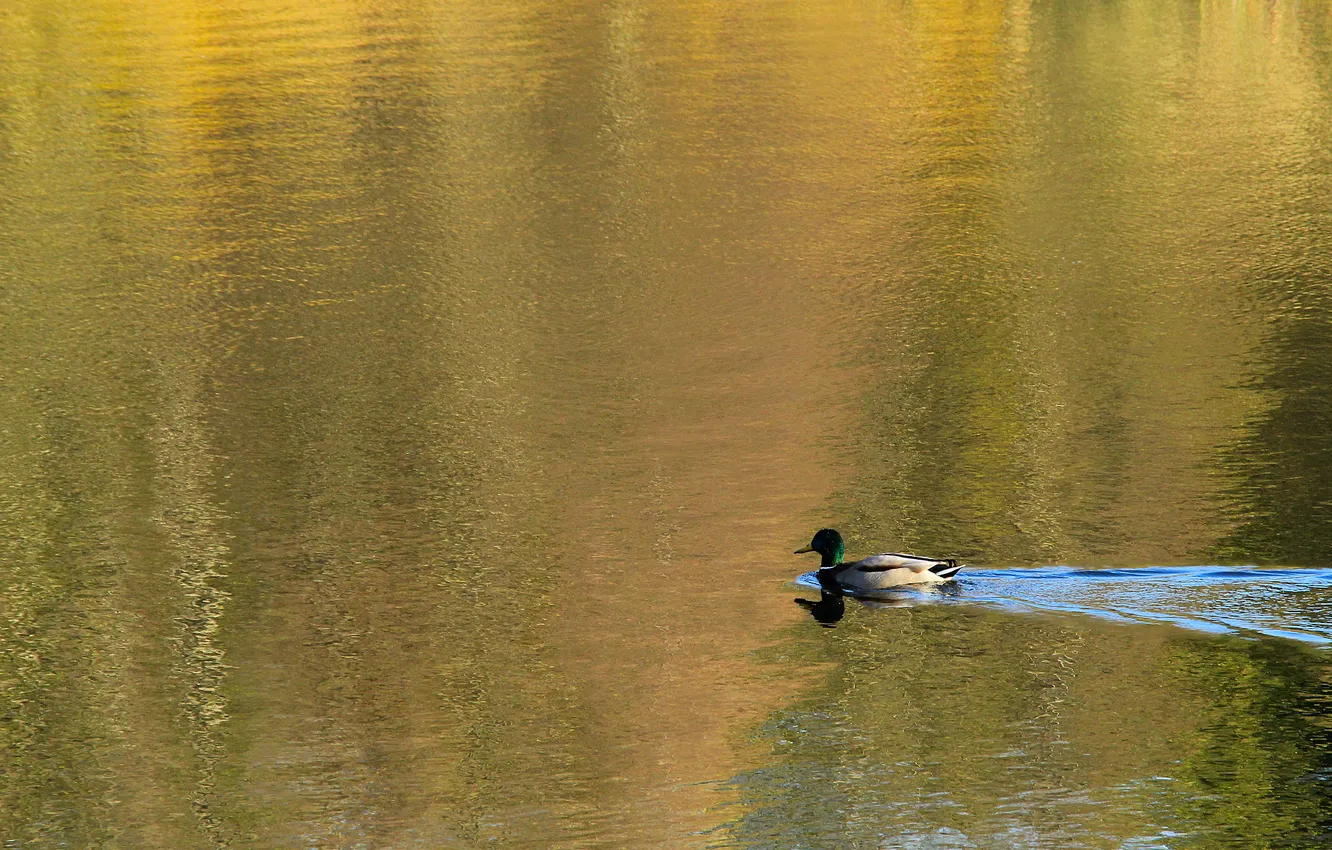 Фото обои bird, lake, duck