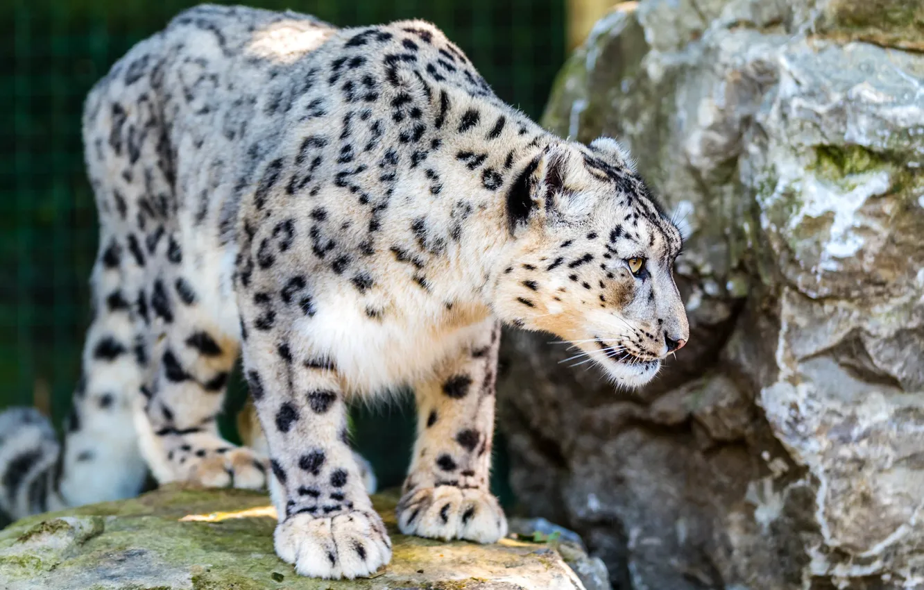 Фото обои взгляд, поза, камни, лапы, ирбис, снежный барс
