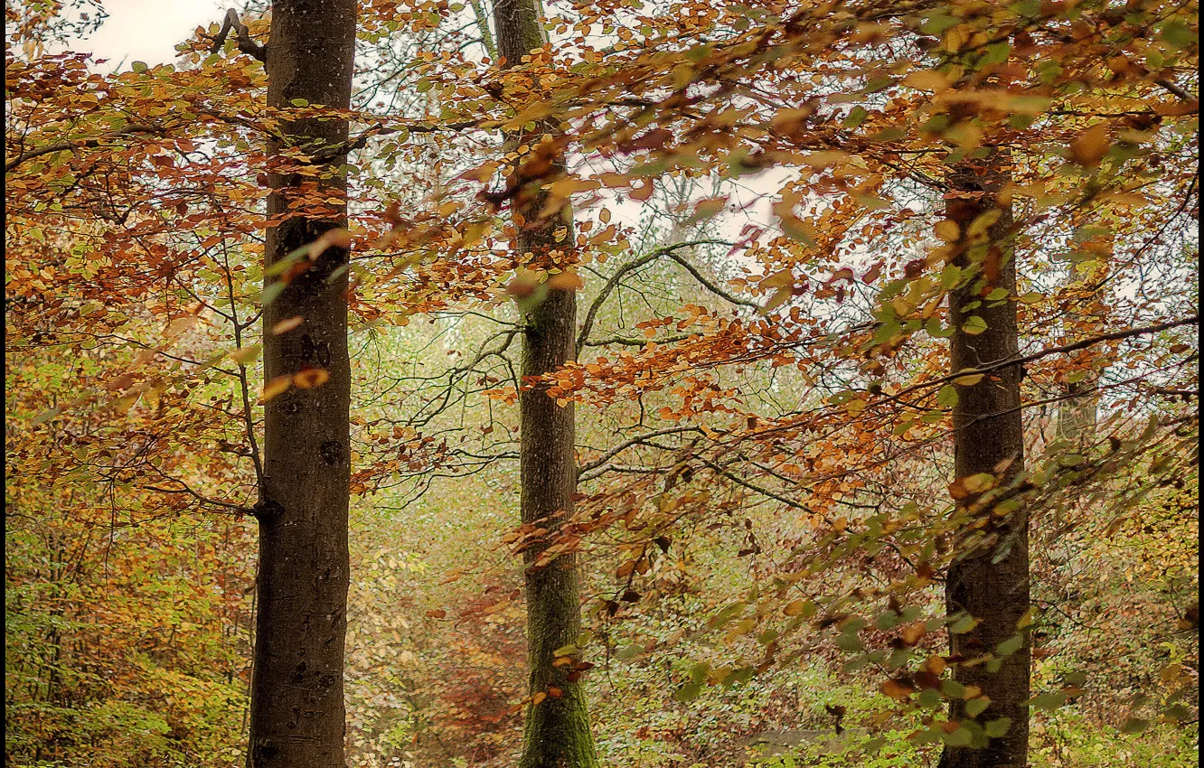 Фото обои лес, листва, Осень, forest, autumn, leaves, fall