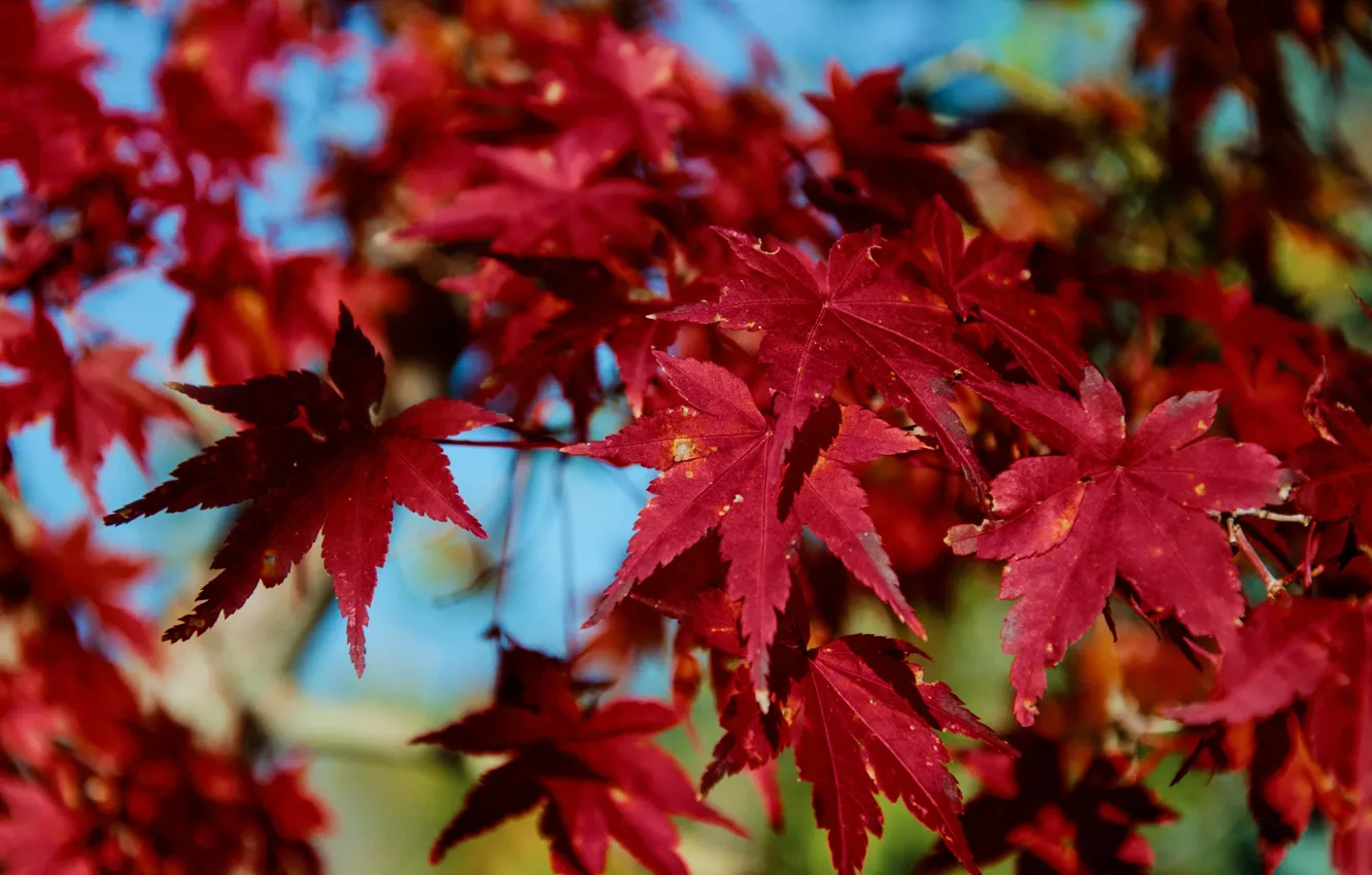 Фото обои Осень, Листья, Красные, Red, Autumn, Leaves