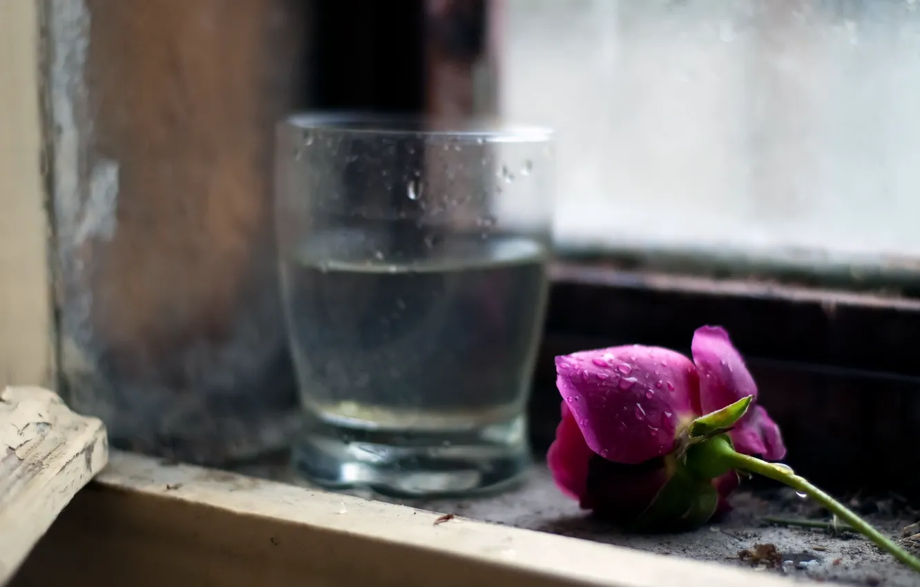 Фото обои стакан, роза, окно