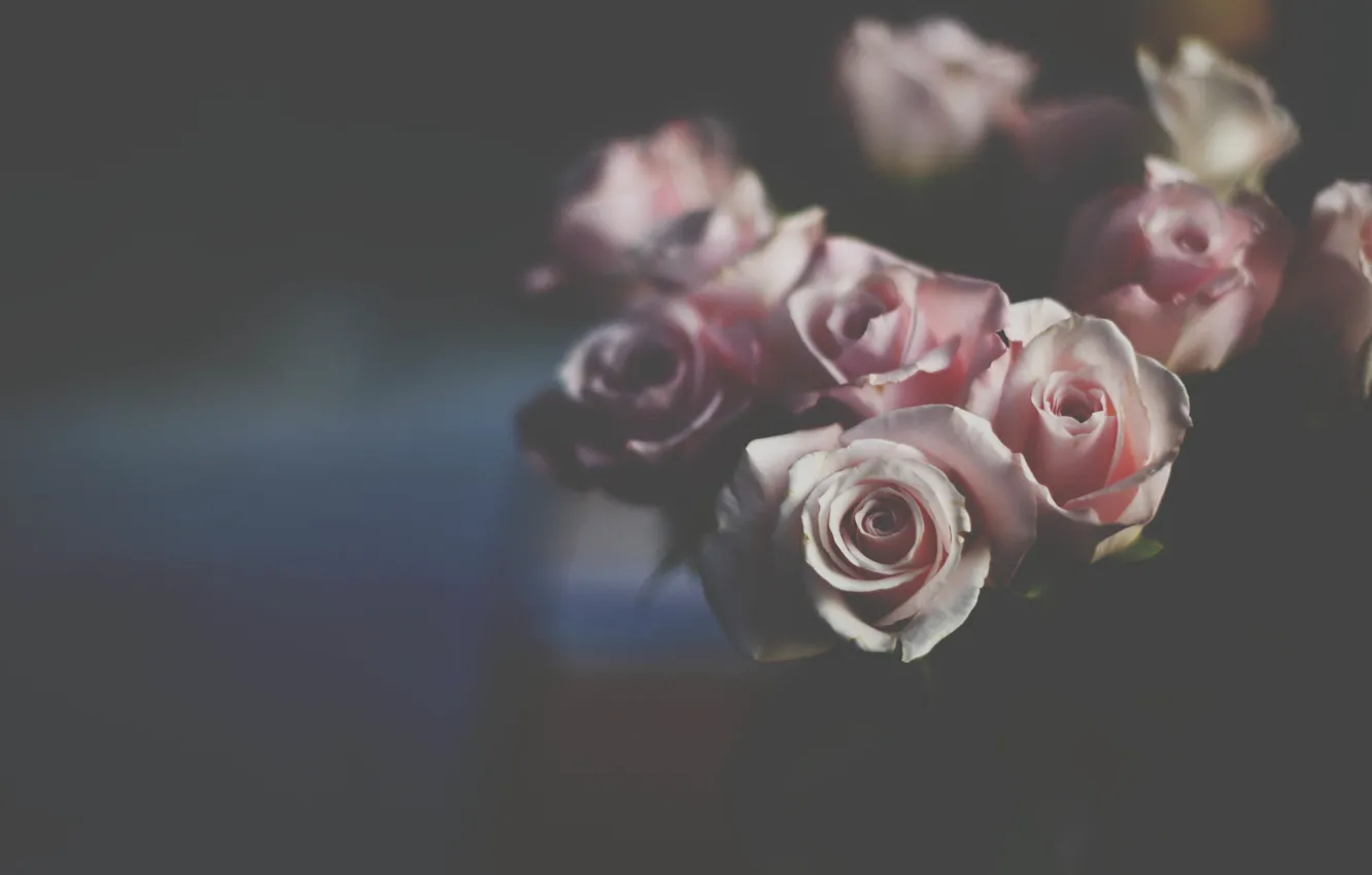 Фото обои цветы, розы, лепестки, розовые