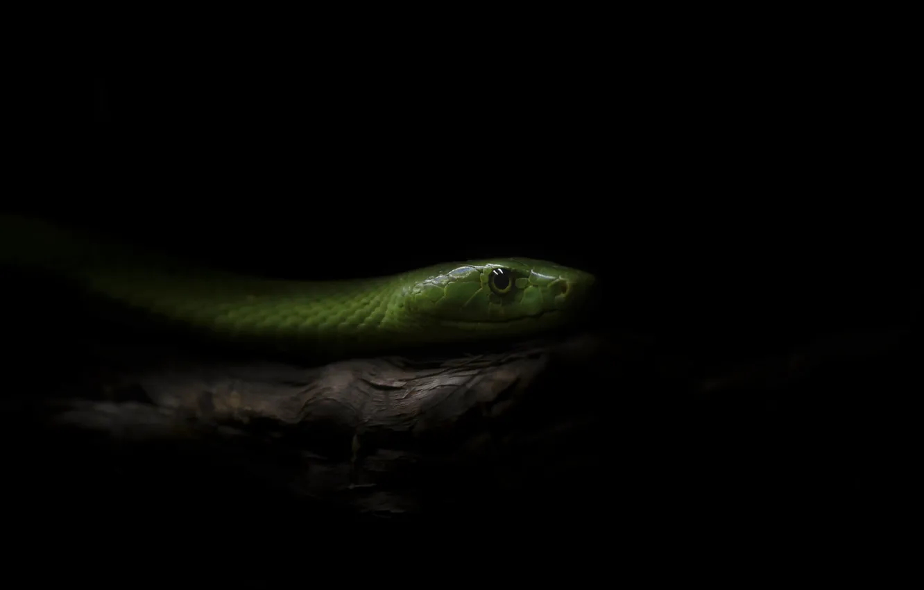 Фото обои snake, branch, darkness, ambush, hunting