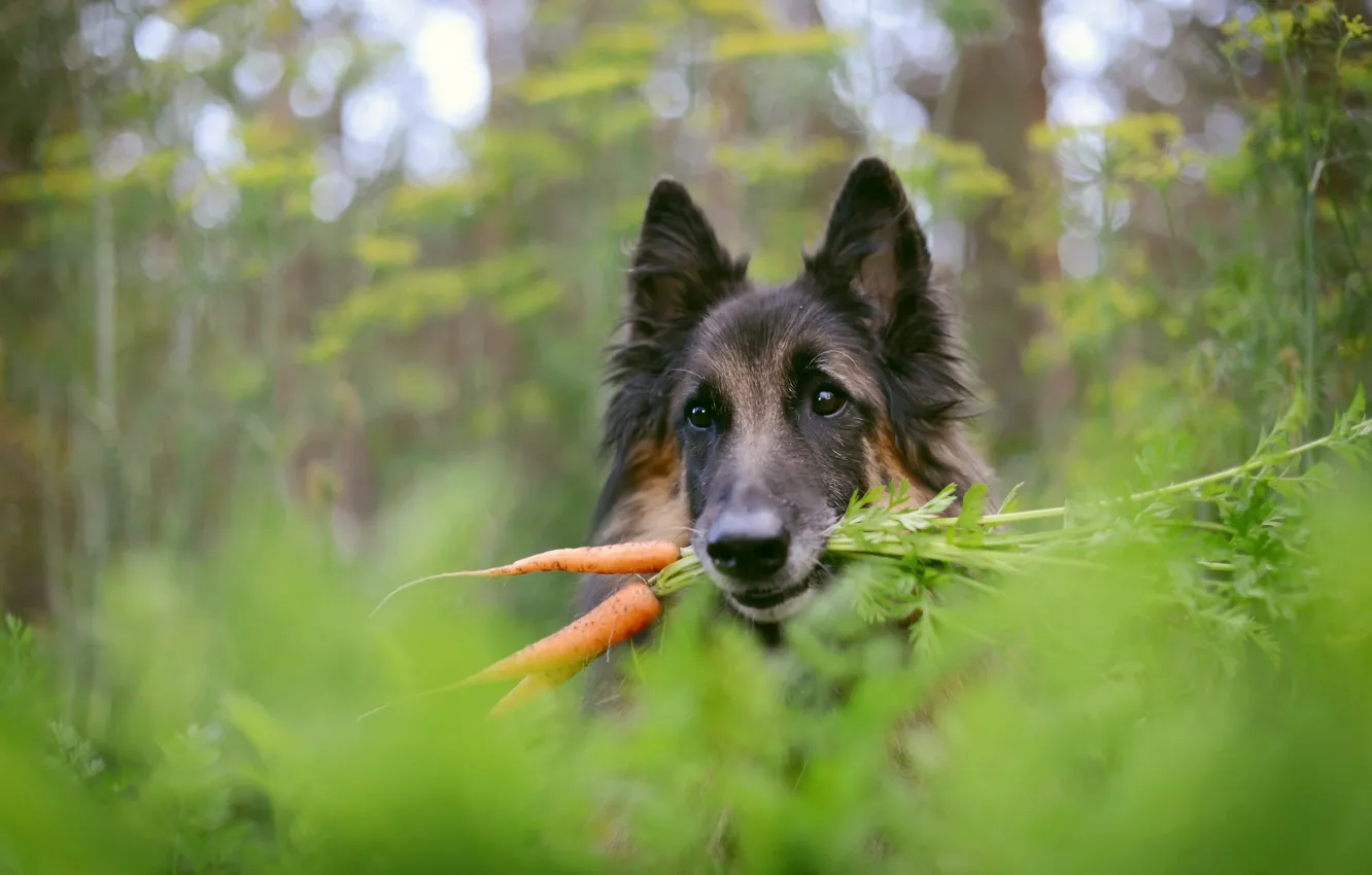 Фото обои фон, собака, морковка