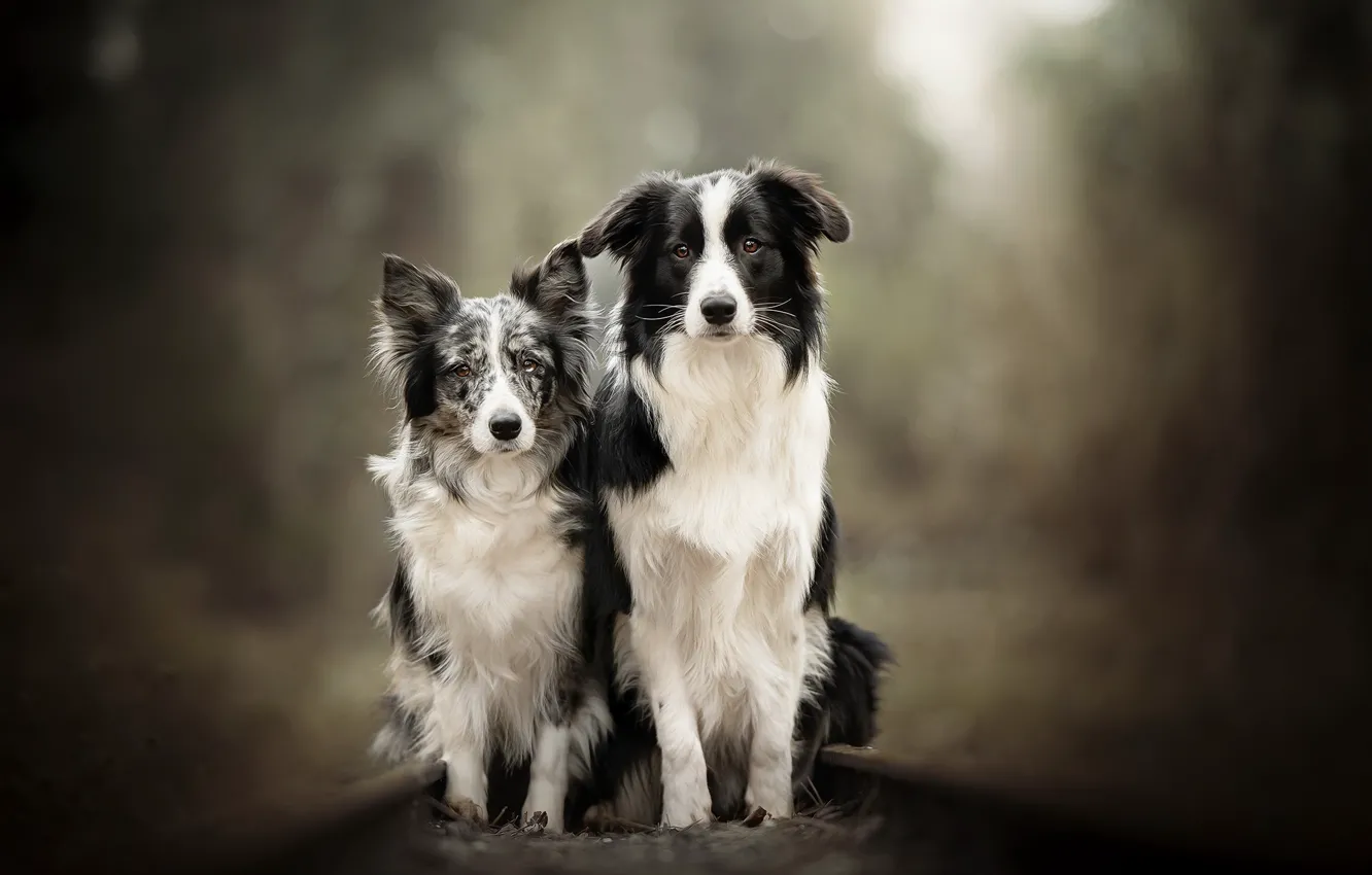 Фото обои собаки, фон, друзья