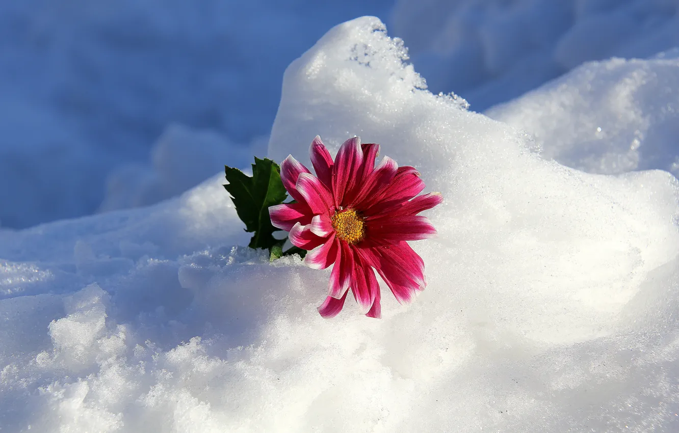 Фото обои зима, цветок, снег