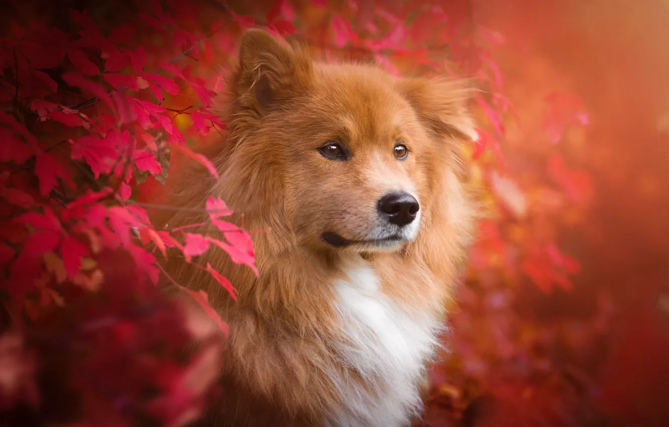 Фото обои осень, листья, ветки, природа, животное, собака, пёс, Birgit Chytracek