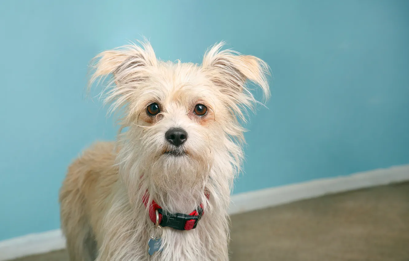 Фото обои small, breed, pup, scruffy, mutt dog, pet portrait, scruffy dog