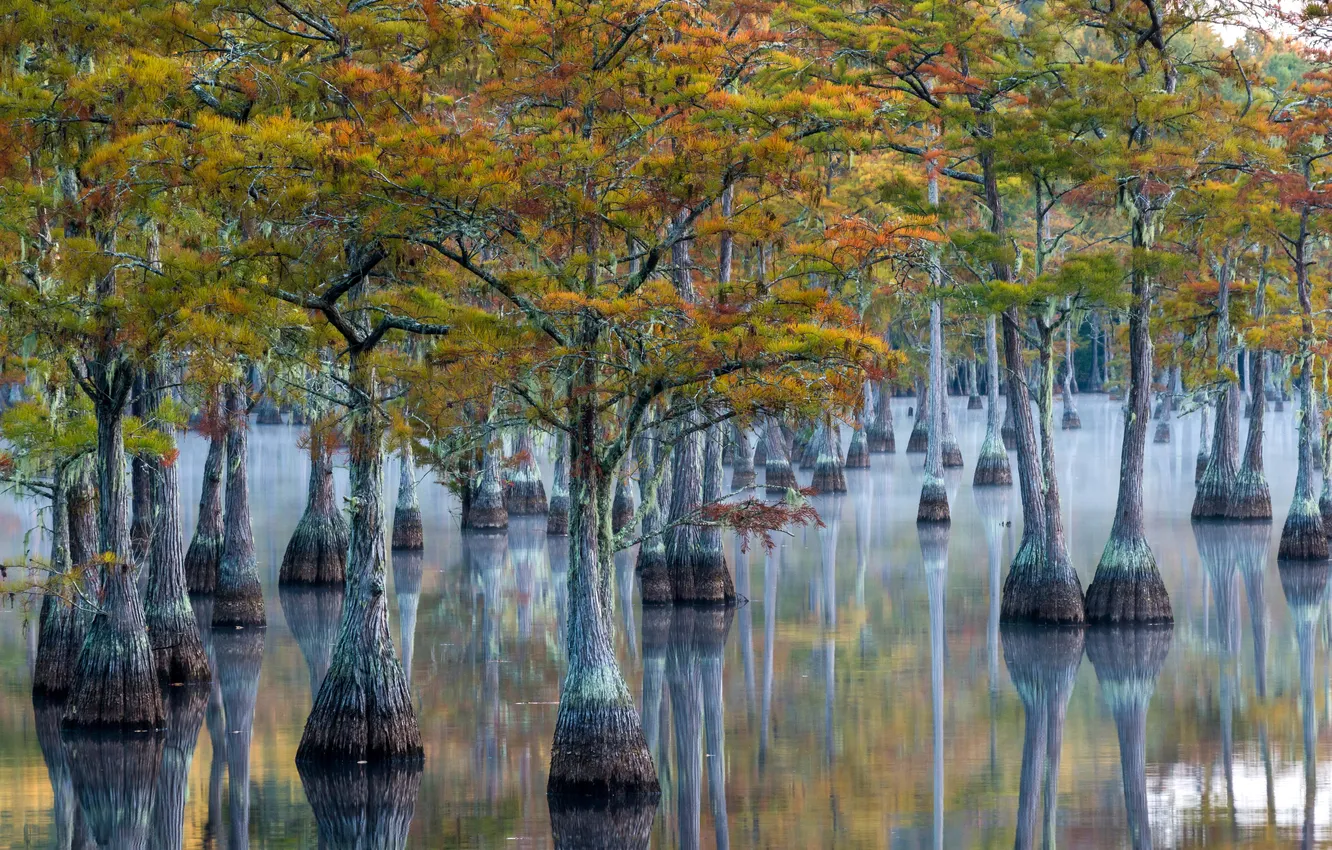 Фото обои misty, georgia, morning, color, wetland, habitat, pond cypress, george l. smith state park