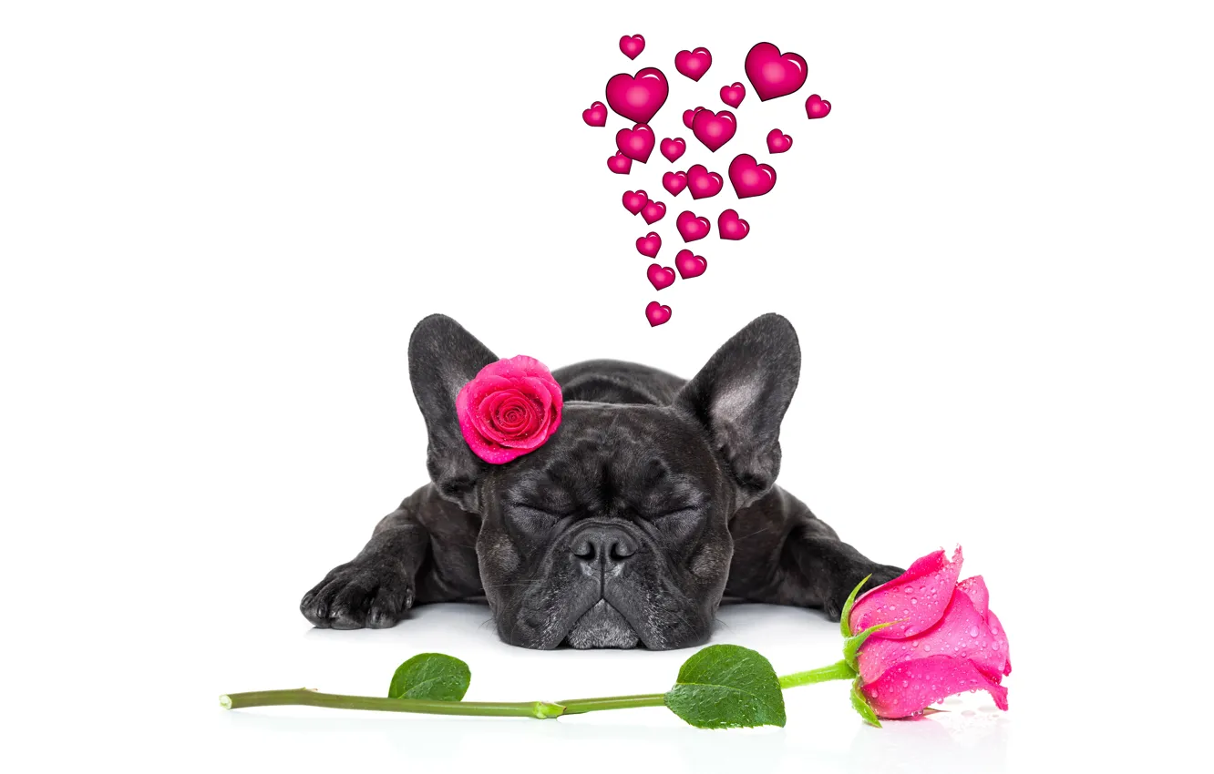 Фото обои собака, love, rose, heart, dog, romantic, funny, cute