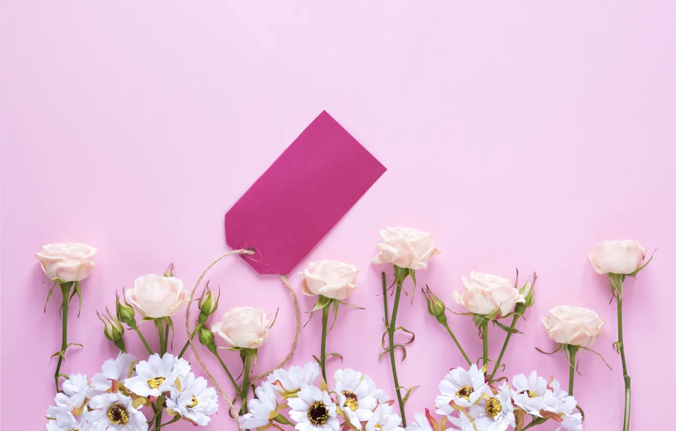 Фото обои цветы, розы, розовые, бутоны, fresh, pink, flowers, spring