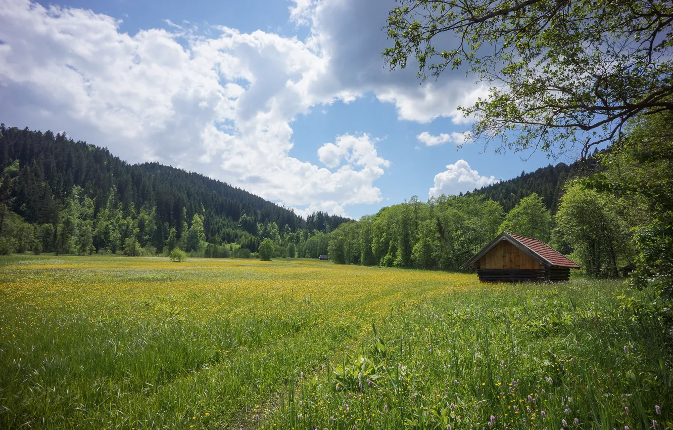 Фото обои лето, Германия, Бавария, луг, Werdenfels