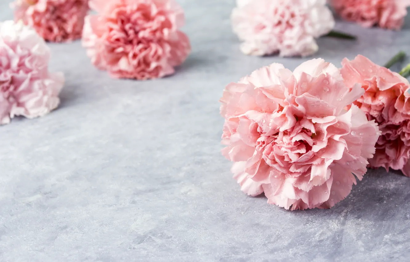 Фото обои цветы, лепестки, розовые, pink, flowers, beautiful, гвоздики, carnation