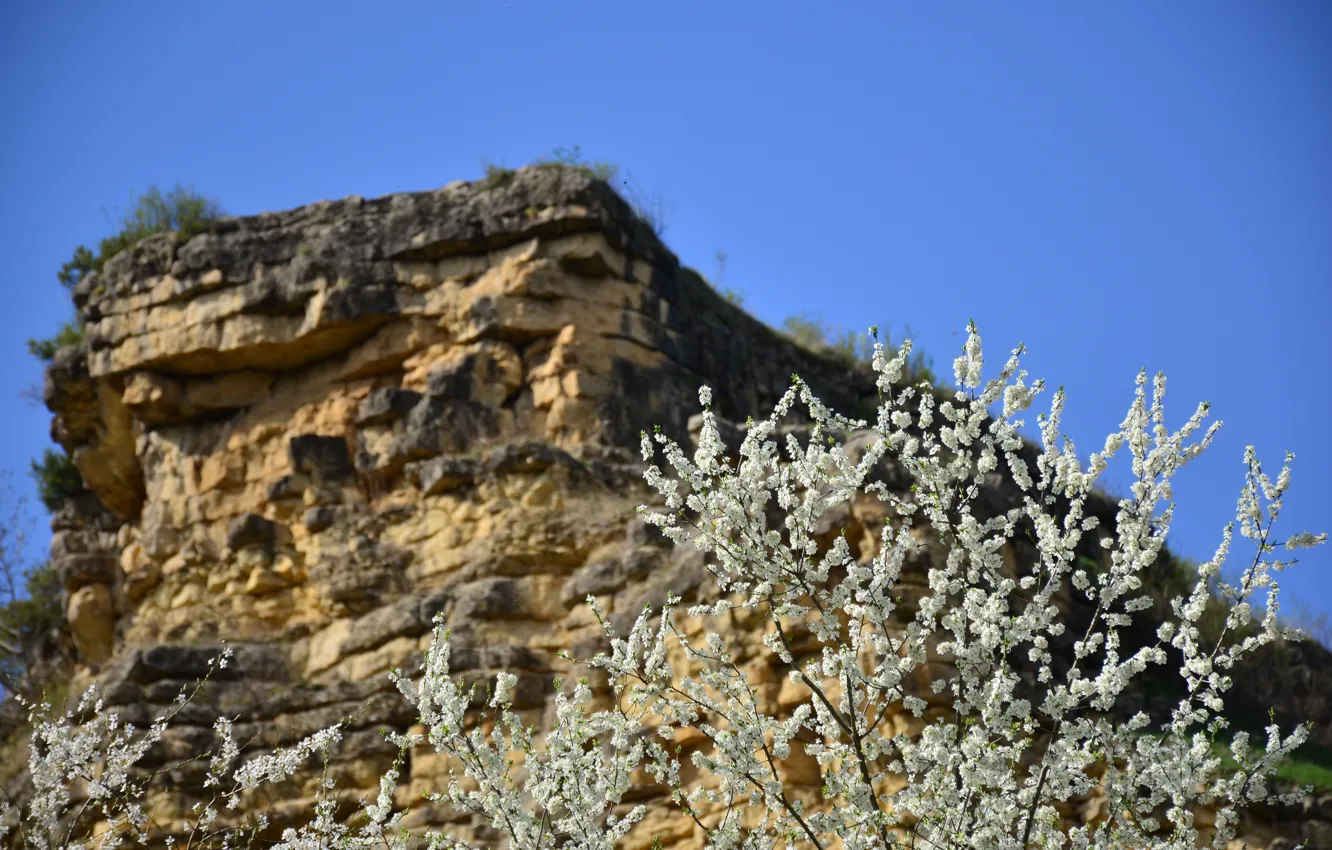 Фото обои цветы, скала, дерево, Кисловодск