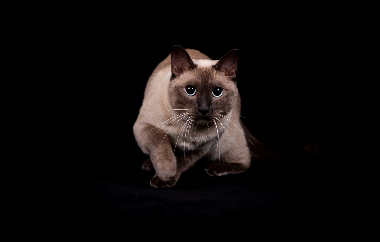 Фото обои кошка, кот, взгляд, поза, черный фон, мордашка, сидит, сиамский