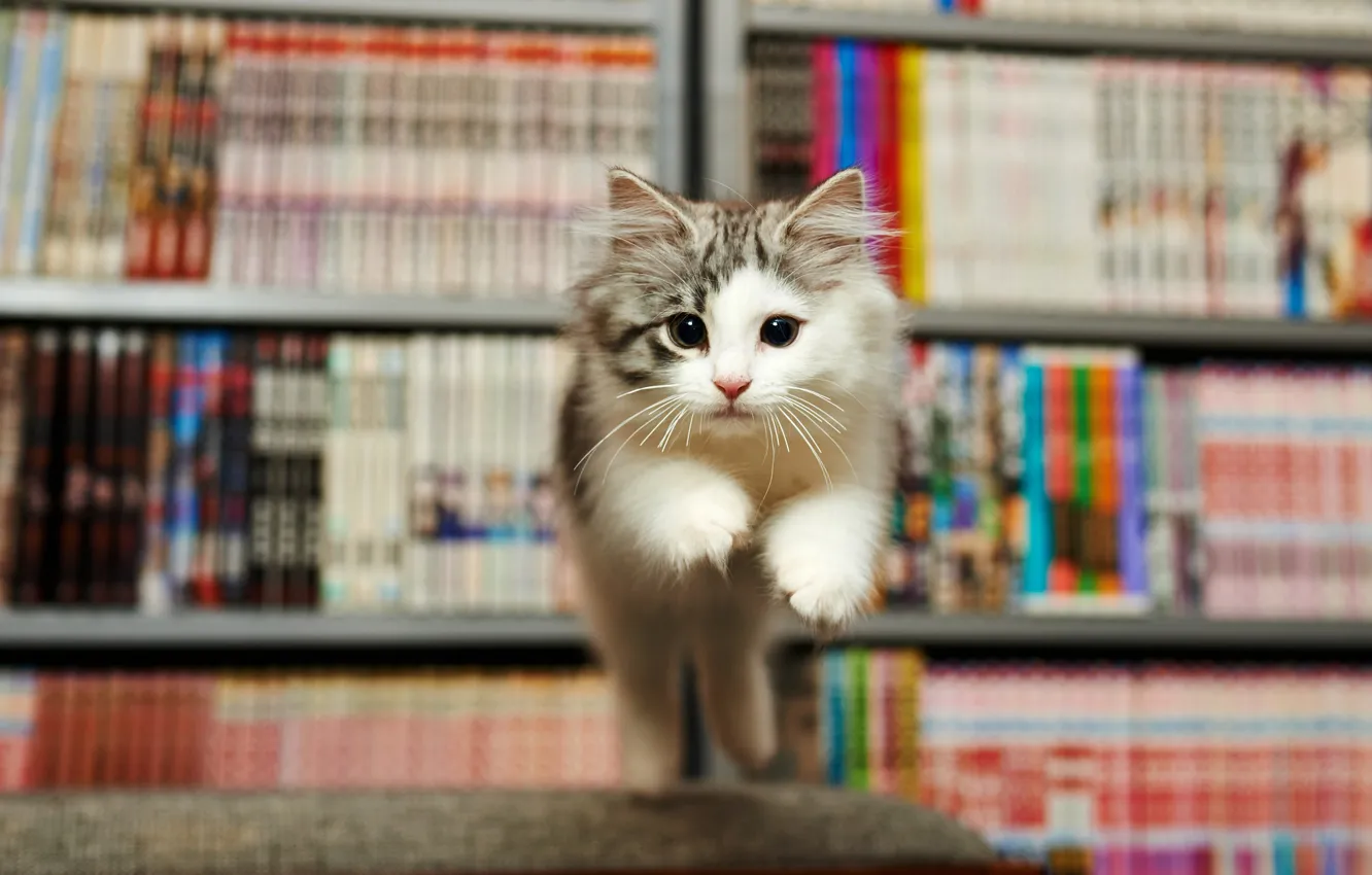 Фото обои котенок, эмоции, испуг, прыжок, книги, библиотека, мордашка, выражение