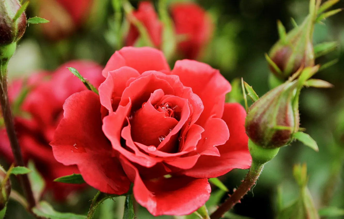 Фото обои Капли, Бутоны, Red rose, Drops, Красная роза