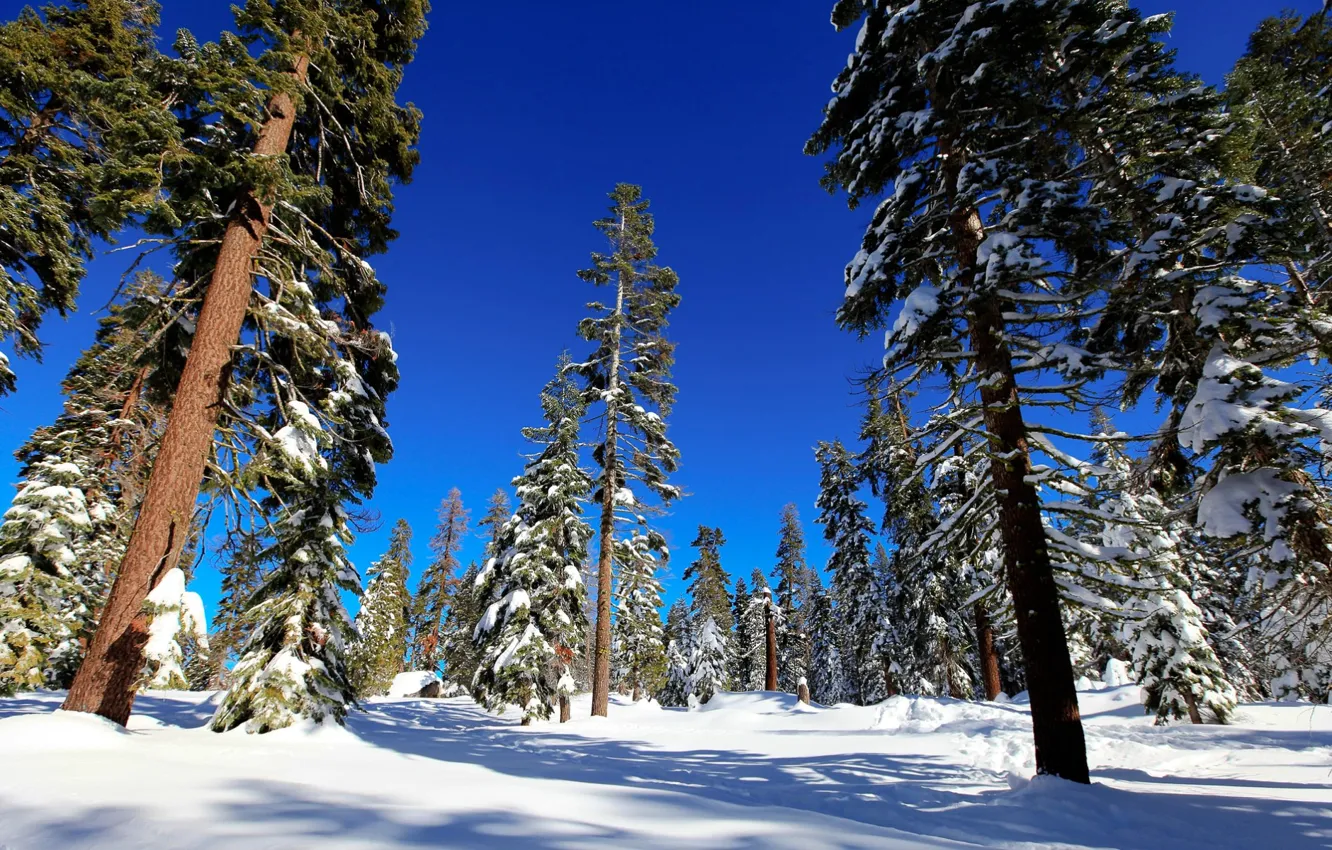 Фото обои зима, лес, снег, деревья, ель