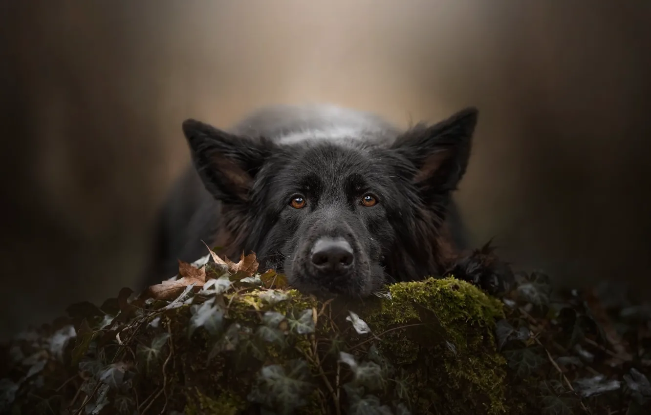 Фото обои взгляд, морда, фон, мох, собака, Немецкая овчарка