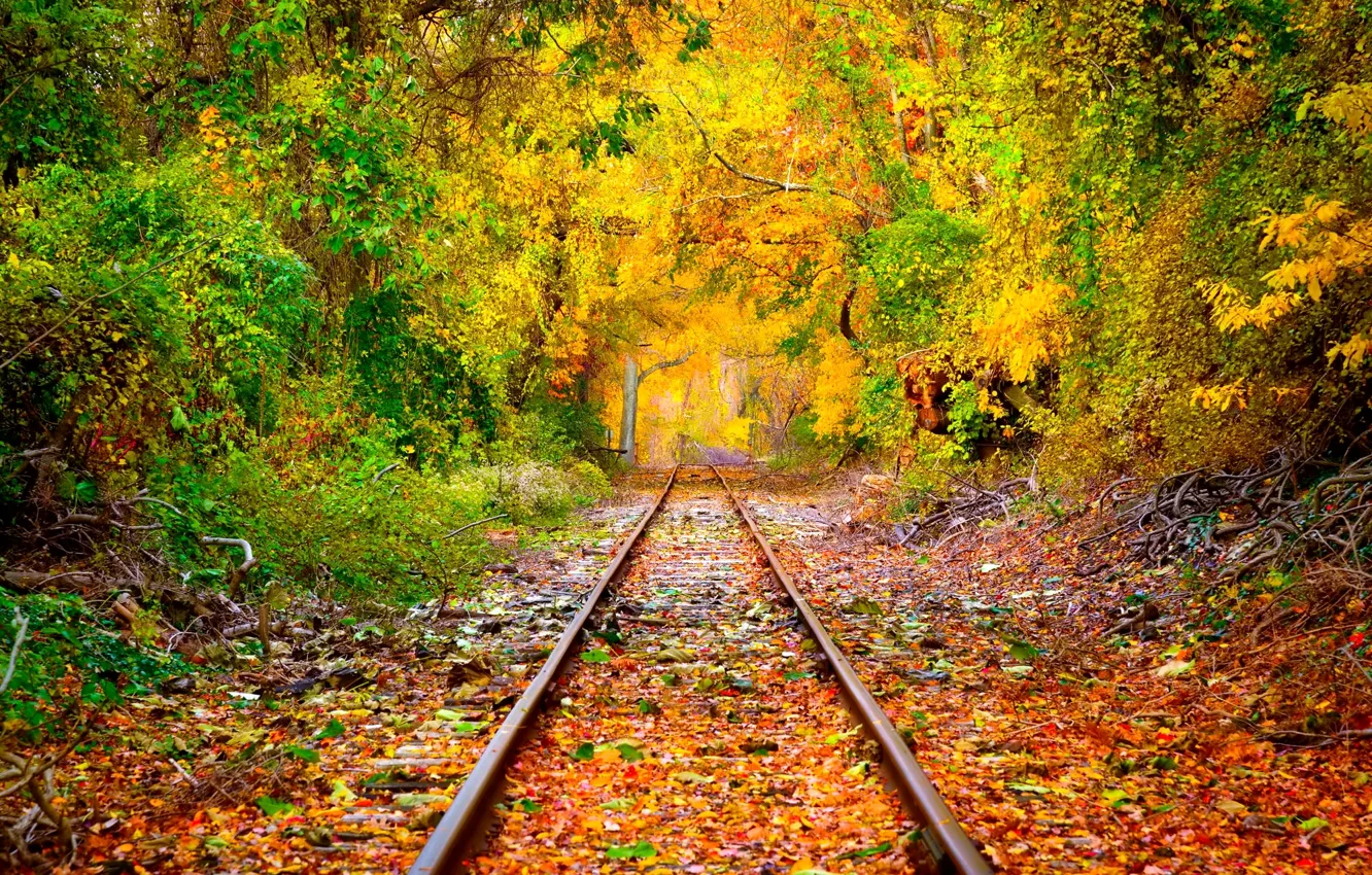 Фото обои лес, деревья, листва, рельсы, Осень