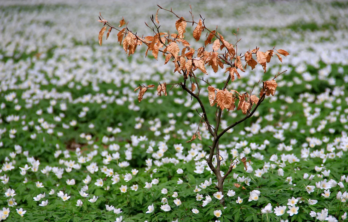 Фото обои поле, цветы, весна