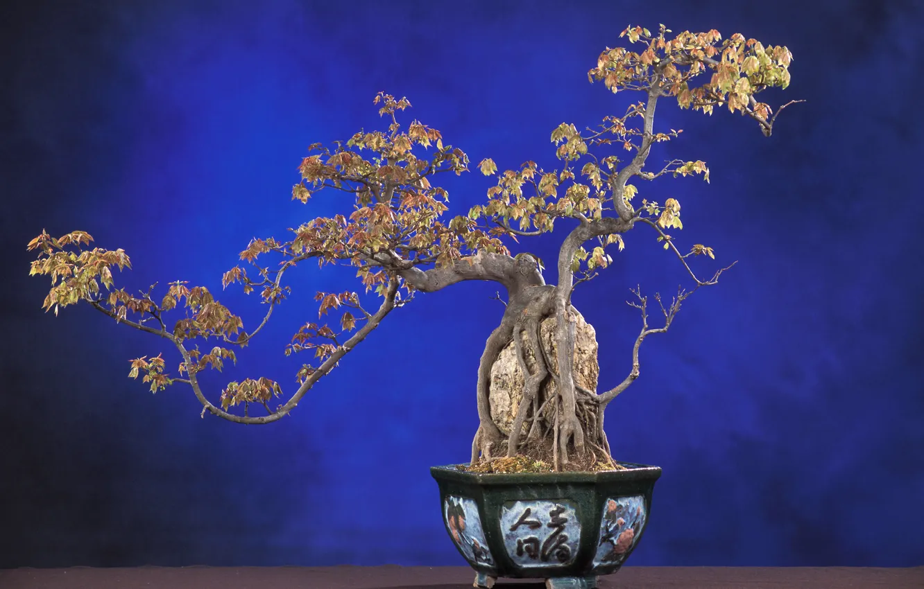 Фото обои природа, дерево, бонсай, растение, синий фон
