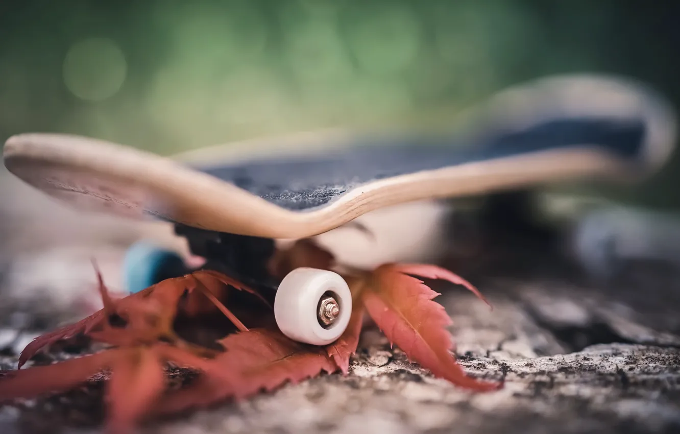 Фото обои листья, макро, фон, скейтборд