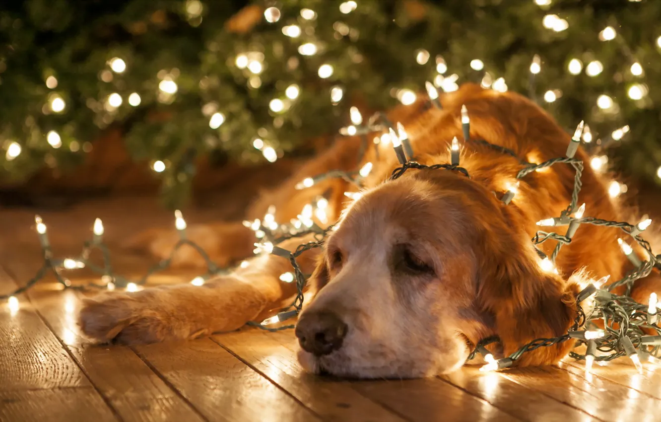 Фото обои фон, праздник, собака
