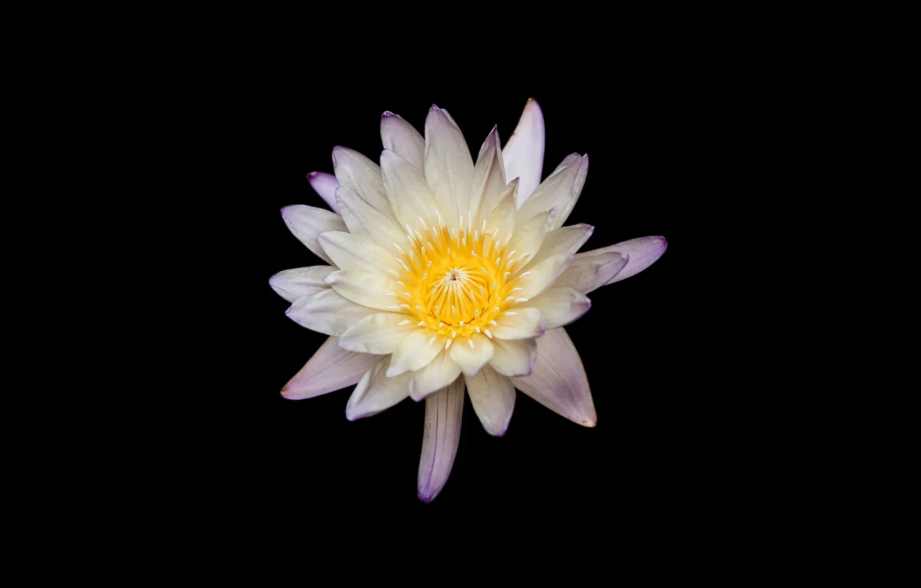 Фото обои white, flower, yellow, black background