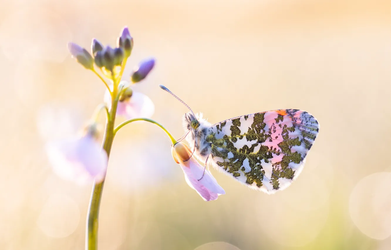 Фото обои цветок, макро, свет, бабочка, насекомое, светлый фон, боке