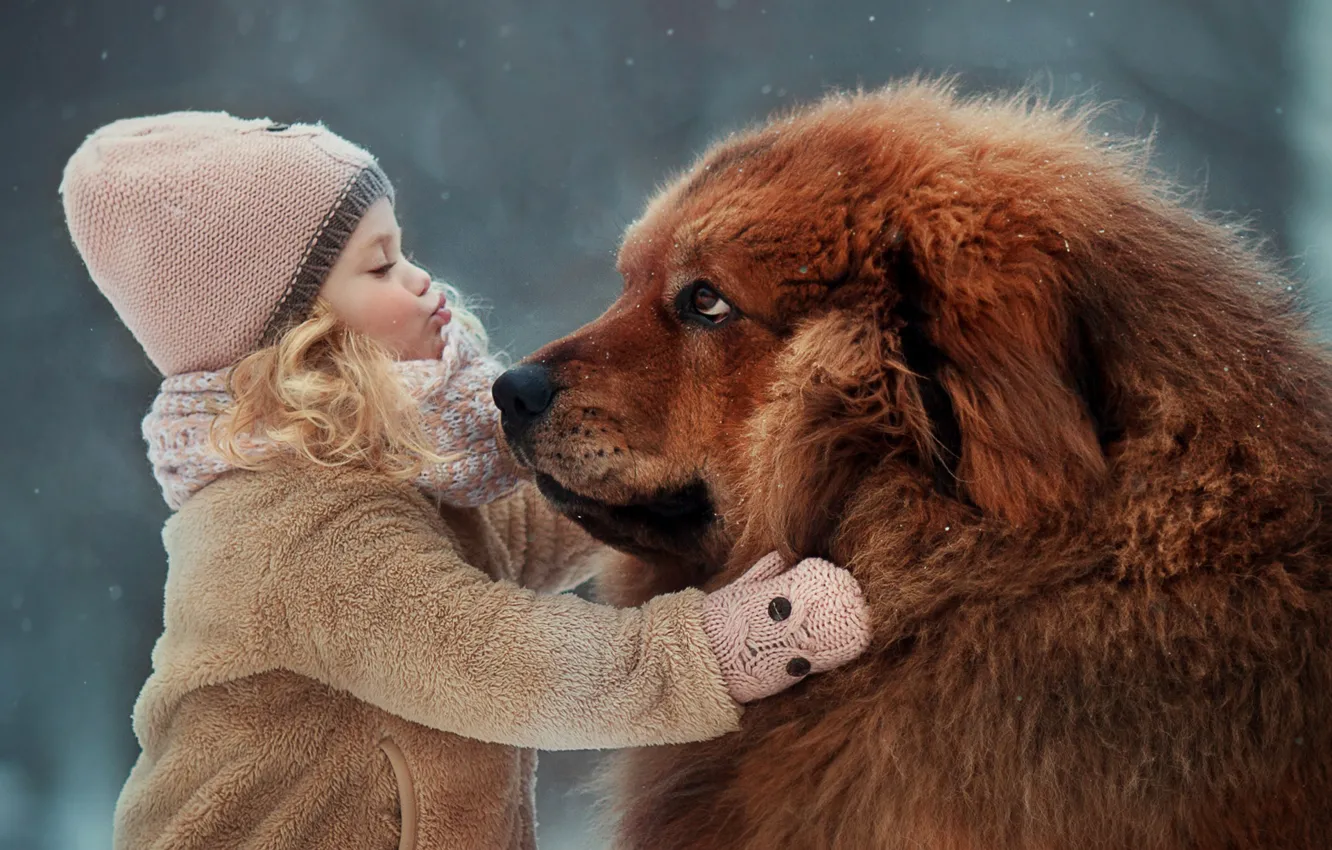 Фото обои настроение, собака, дружба, девочка, друзья, пёс, Тибетский мастиф