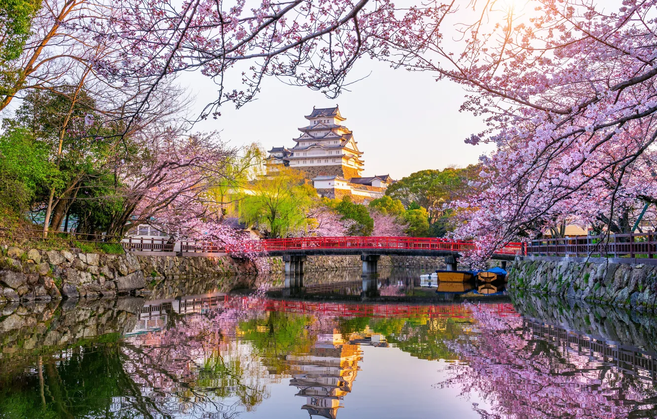 Фото обои парк, весна, Япония, сакура, Japan, цветение, blossom, park