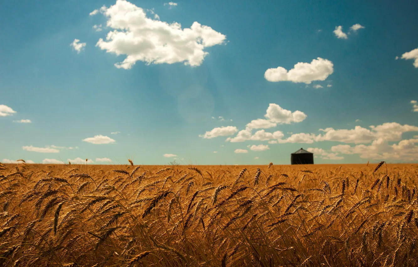 Фото обои пшеница, поле, лето, небо, облака, золото, колоски