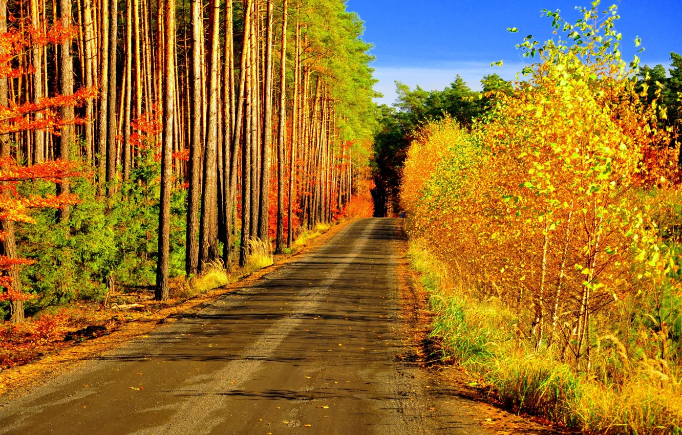 Фото обои дорога, осень, лес, деревья, листопад, краски осени