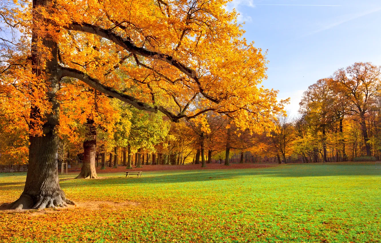 Фото обои осень, трава, листья, деревья, пейзаж, скамейка, природа, парк
