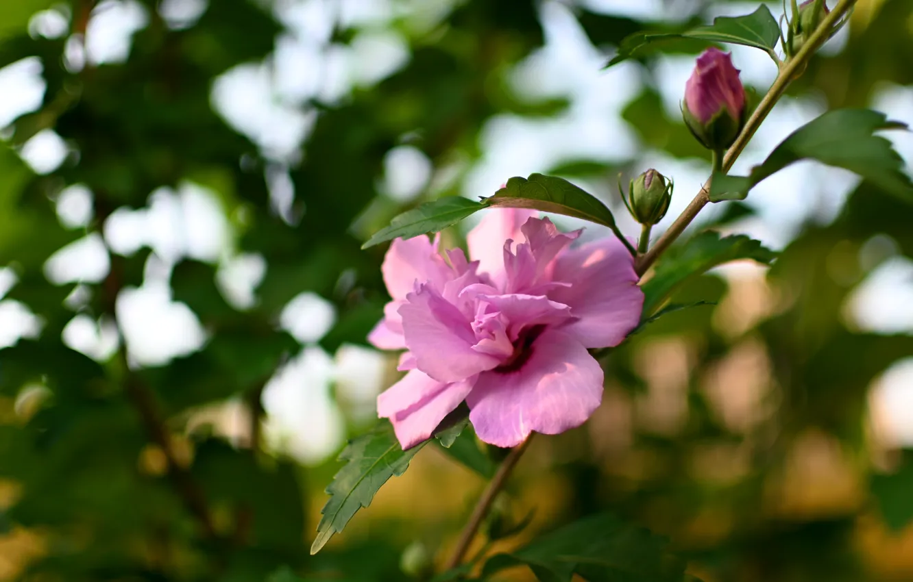 Фото обои цветок, листья, розовый, ветка, бутоны, цветение, боке, гибискус