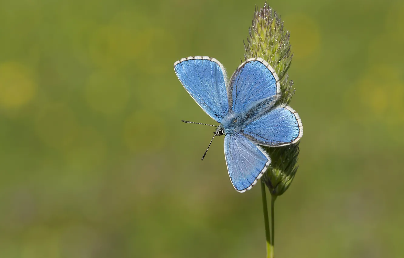 Фото обои фон, бабочка, голубая