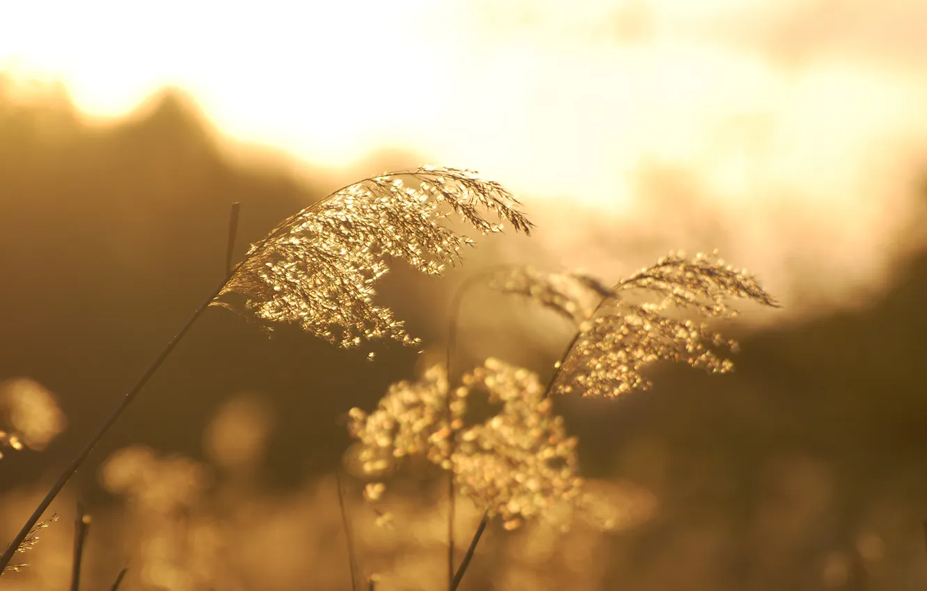 Фото обои свет, утро, травинки, в поле, блестят, былинки