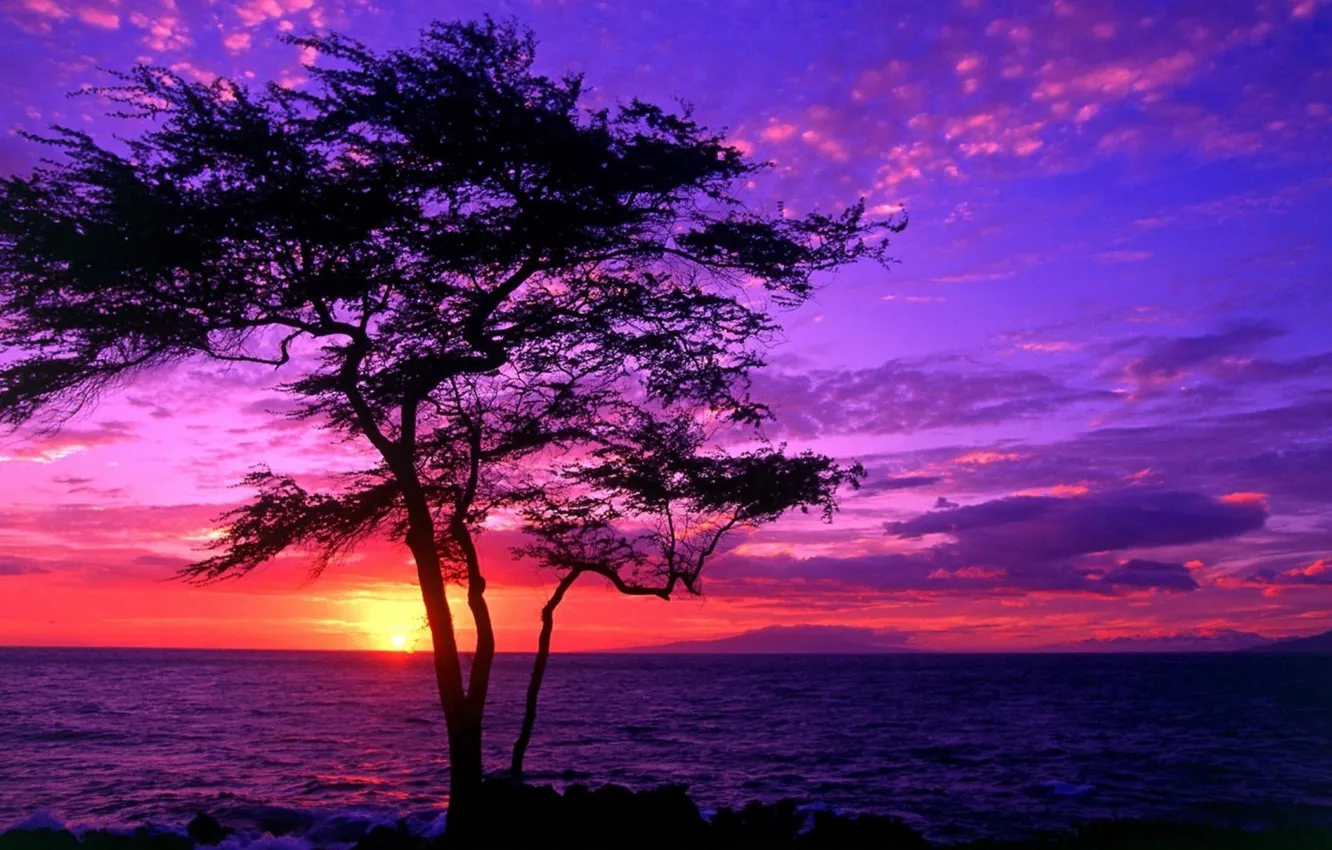Фото обои sea, sunset, tree, beautiful scenery