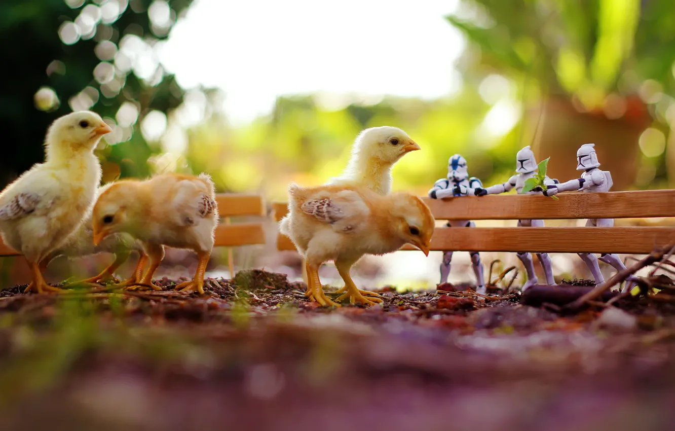 Фото обои макро, игрушки, цыплята, star wars, zahir batin