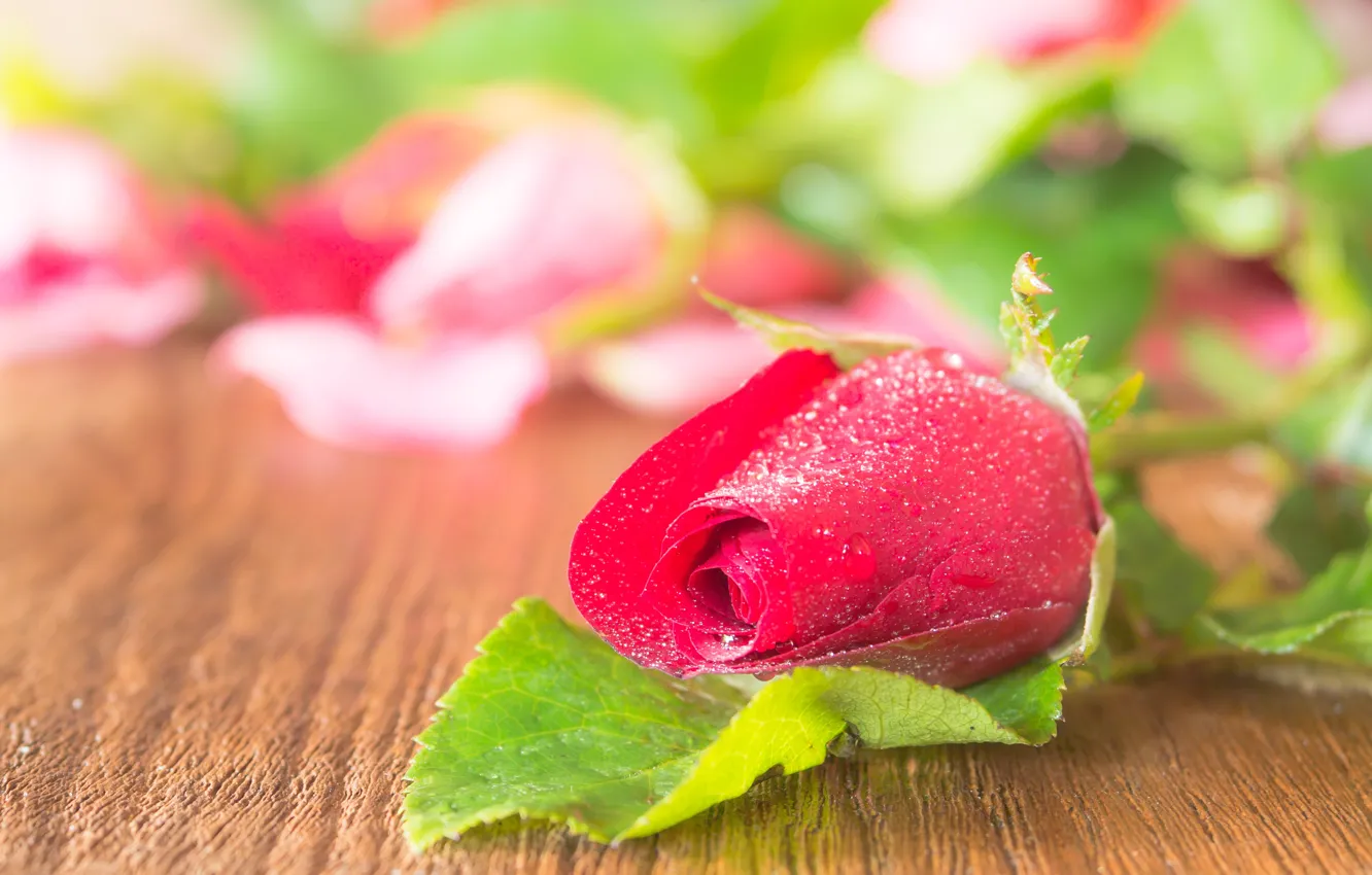 Фото обои розы, red, бутоны, flowers, romantic, roses, красные розы