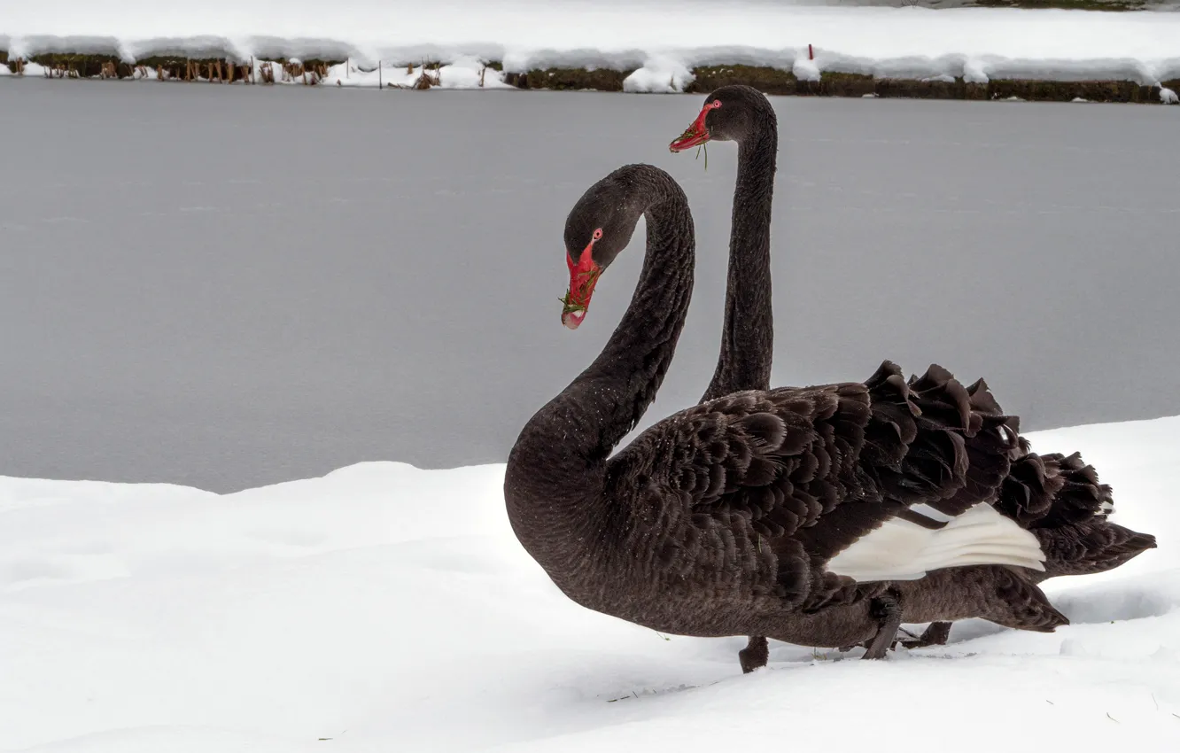 Фото обои зима, снег, птицы, берег, две, пара, лебедь, парочка