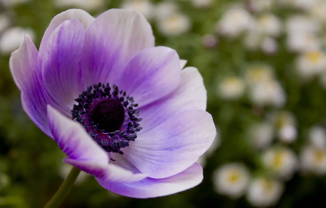 Фото обои цветок, фиолетовый, макро, цветы, природа, сиреневый, мак, лепестки