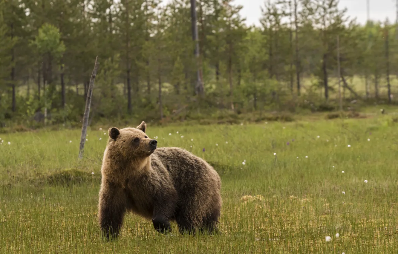 Фото обои лес, деревья, болото, медведь