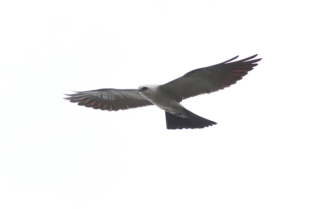 Фото обои птица, крылья, хищник, полёт, взмах, Mississippi kite, Ictinia mississippiensis, Миссисипский коршун