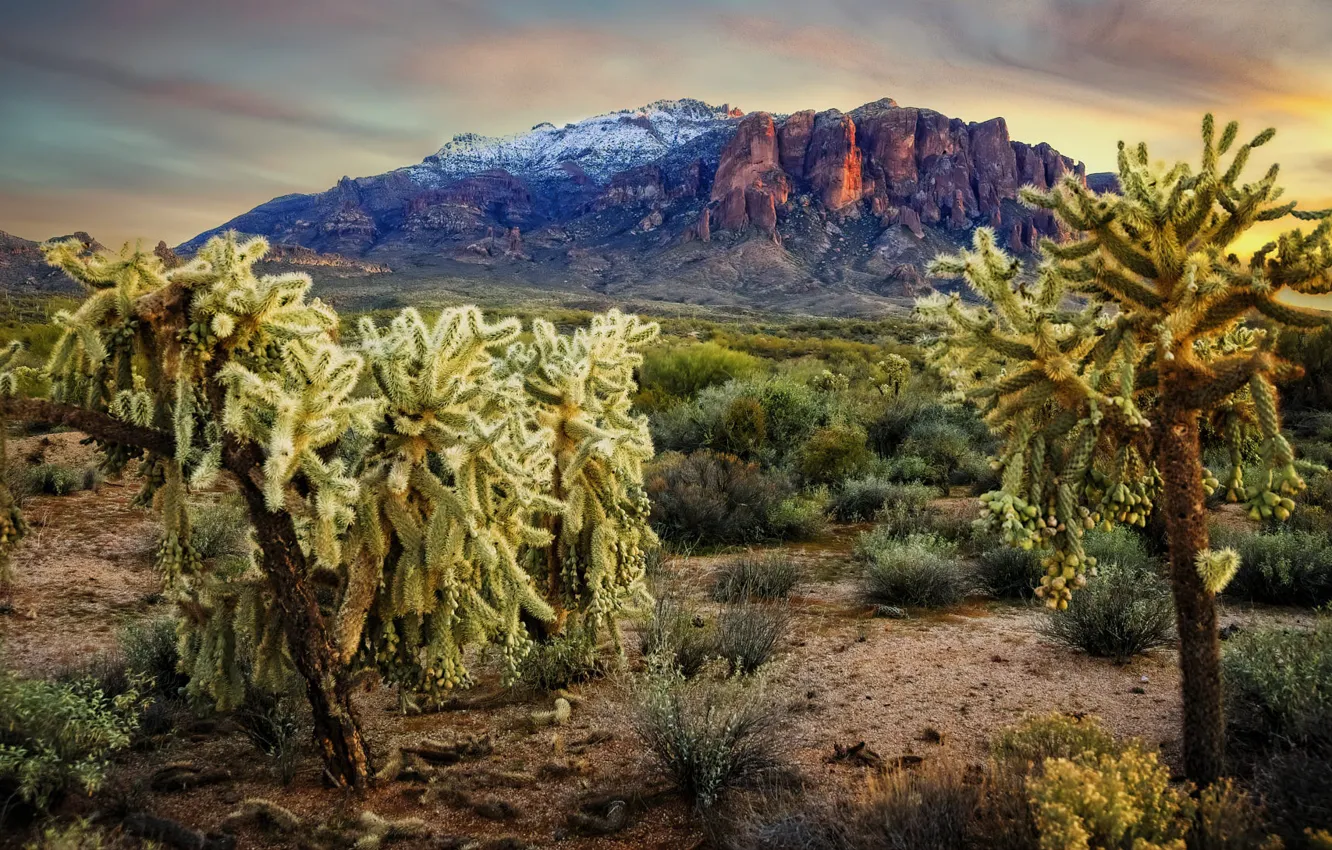 Фото обои пейзаж, горы, природа, Аризона, кактусы, США, Apache Junction
