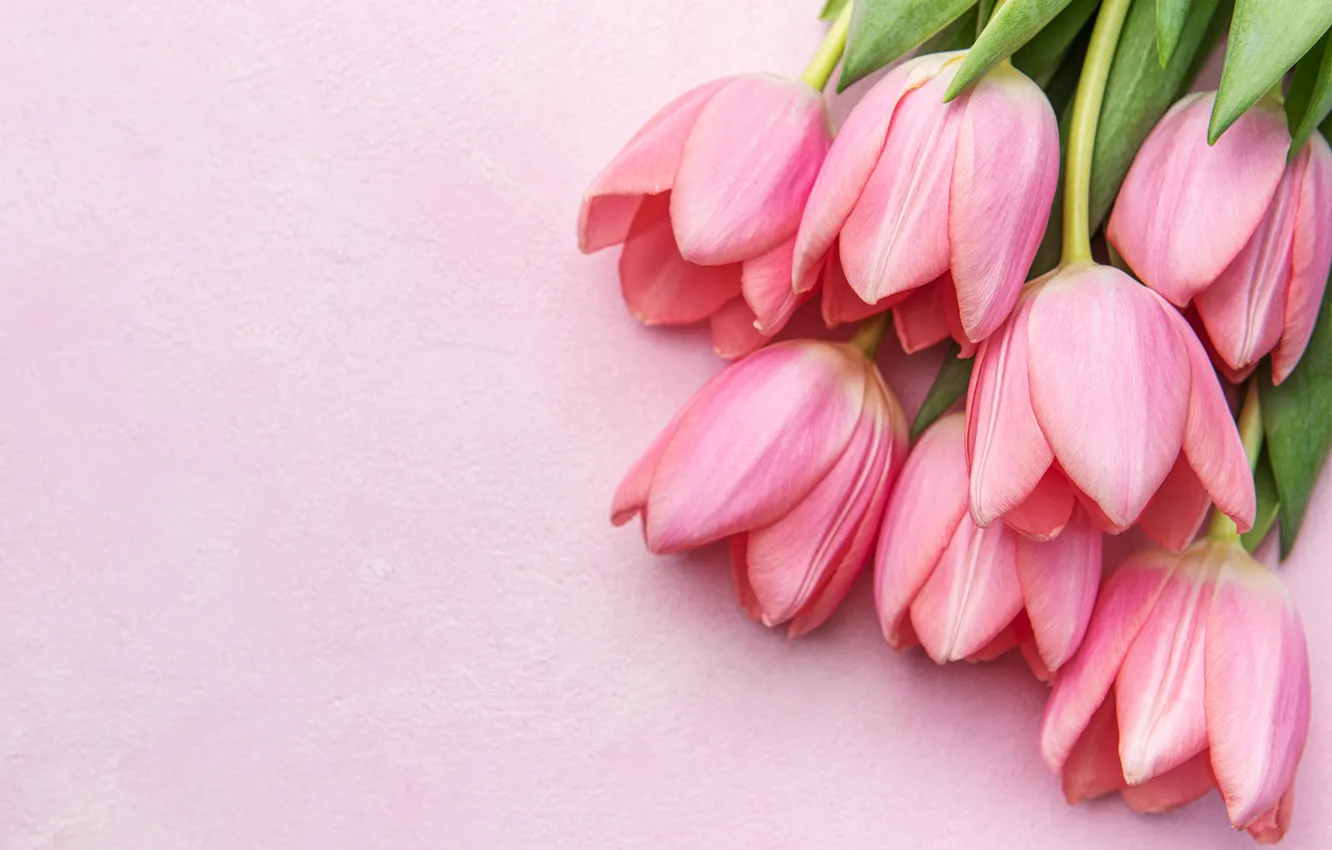Фото обои цветы, букет, тюльпаны, pink, flowers, tulips, spring, bouquet