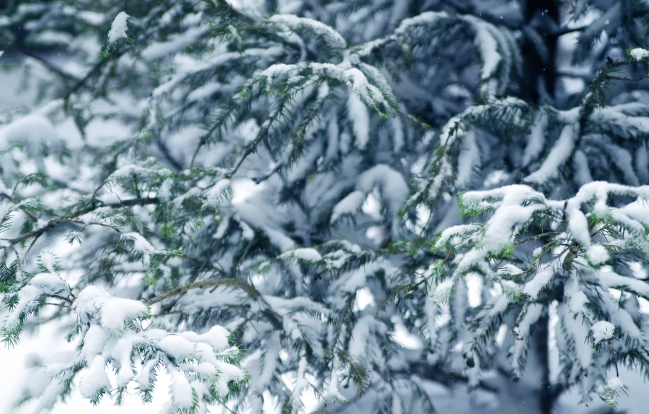 Фото обои зима, снег, елка, winter, snow, fir tree, ветки ели